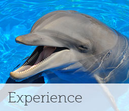 Experience Orlando's Seaworld