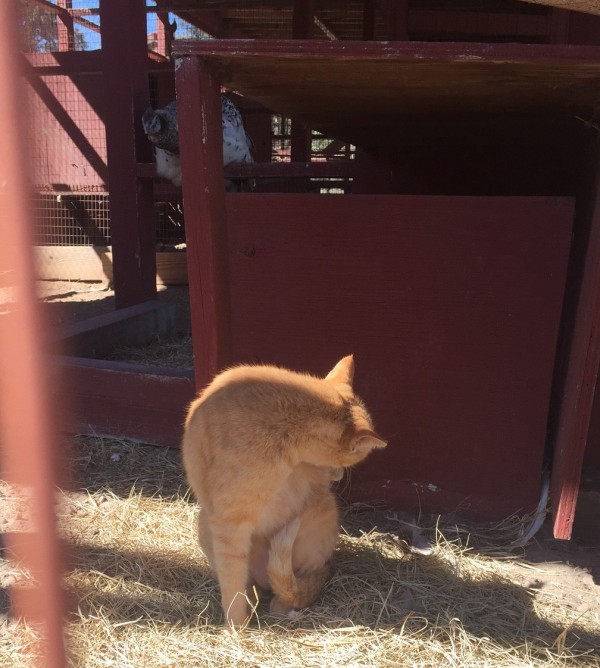 yellow cat grooming himself