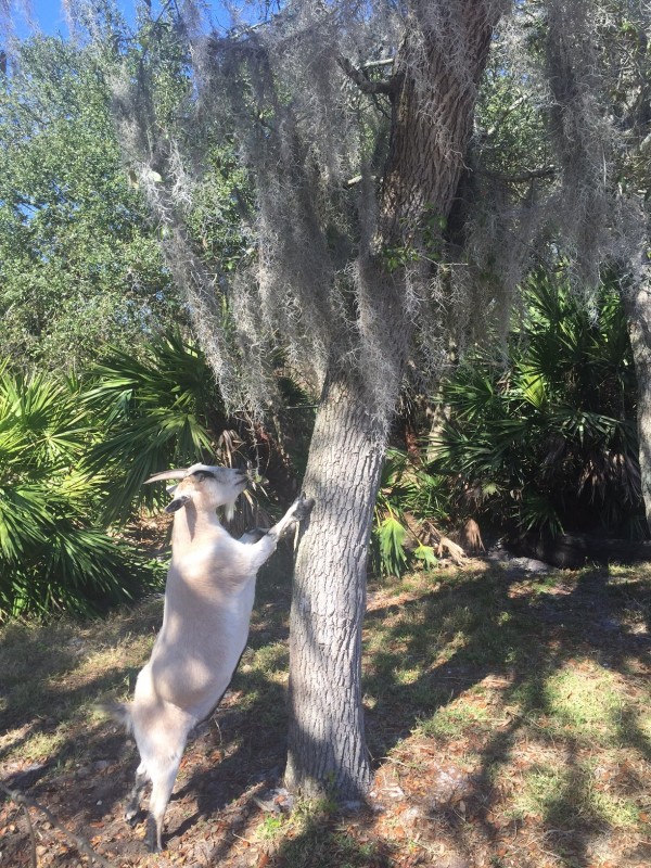 white goat with front hooves on a tree