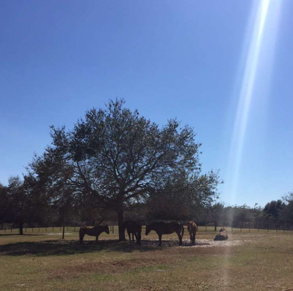 horses under tree