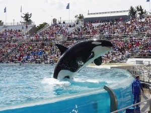 whale jumping in pool at sea world