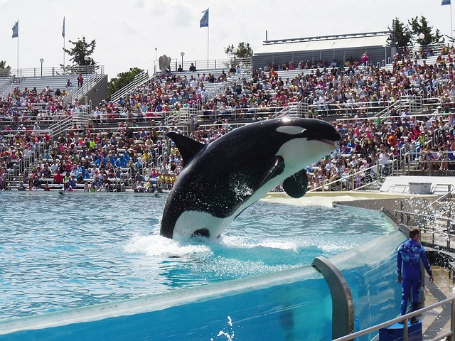 whale jumping up in a pool at sea world